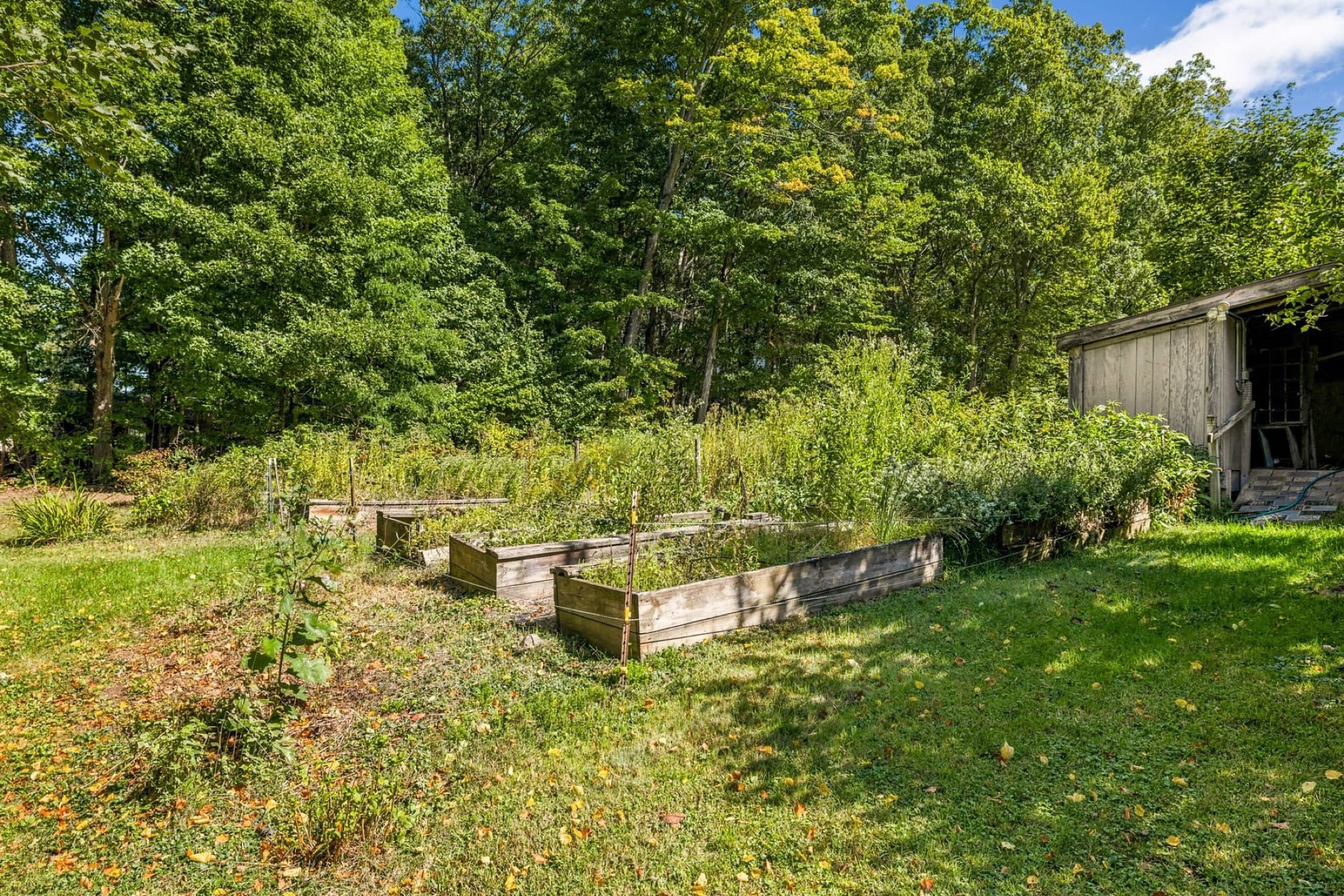 Raised garden beds in the field, with an outbuilding at the tree line